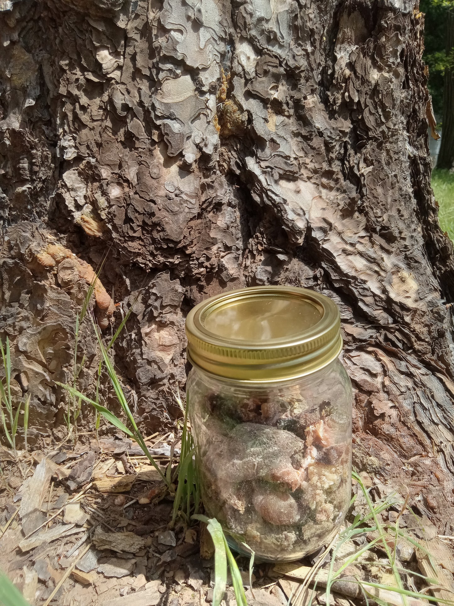 Pine Resin 2oz